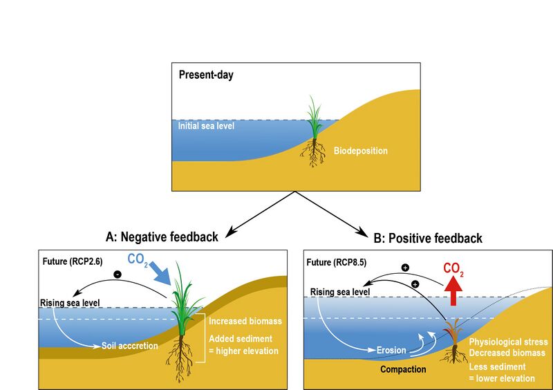 File:131870d5877fecd198d24bd84b951618 IPCC-SROCC-CH 5 19.jpg